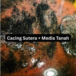 Live Tubifex Worms Culture Pack with Soil 2kg – High Protein Fish Food Fresh Tubifex Worms – Best Live Food for Aquarium Fish Tubifex Worm Culture Starter – Grow Your Own Live Fish Food How to culture Tubifex worms – high-protein fish food for better growth.