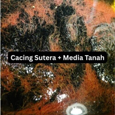 Live Tubifex Worms Culture Pack with Soil 2kg – High Protein Fish Food Fresh Tubifex Worms – Best Live Food for Aquarium Fish Tubifex Worm Culture Starter – Grow Your Own Live Fish Food How to culture Tubifex worms – high-protein fish food for better growth. cacing sutera (tubifex worms) sebagai makanan hidup ikan betta, koloni cacing sutera dalam media lumpur untuk kultur, proses kultur cacing sutera menggunakan media lumpur, hampas tauhu sebagai makanan fermentasi untuk cacing sutera, proses fermentasi hampas tauhu dengan EM4 dan molases, cacing sutera segar untuk makanan ikan hiasan, kultur cacing sutera untuk penternakan ikan betta, makanan hidup ikan betta cacing sutera berkualiti tinggi, cacing sutera hidup untuk ikan hiasan dan ikan betta, proses ternakan cacing sutera skala kecil