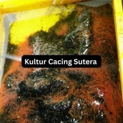 Live Tubifex Worms Culture Pack with Soil 2kg – High Protein Fish Food Fresh Tubifex Worms – Best Live Food for Aquarium Fish Tubifex Worm Culture Starter – Grow Your Own Live Fish Food How to culture Tubifex worms – high-protein fish food for better growth.