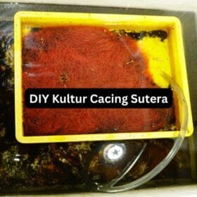 Live Tubifex Worms Culture Pack with Soil 2kg – High Protein Fish Food Fresh Tubifex Worms – Best Live Food for Aquarium Fish Tubifex Worm Culture Starter – Grow Your Own Live Fish Food How to culture Tubifex worms – high-protein fish food for better growth. cara kultur cacing sutera