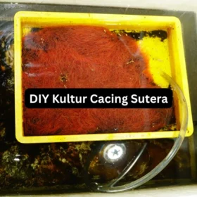 Live Tubifex Worms Culture Pack with Soil 2kg – High Protein Fish Food Fresh Tubifex Worms – Best Live Food for Aquarium Fish Tubifex Worm Culture Starter – Grow Your Own Live Fish Food How to culture Tubifex worms – high-protein fish food for better growth. cara kultur cacing sutera