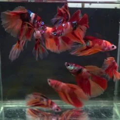 Candy HM Betta Fish – Vibrant & Healthy Halfmoon Betta for Sale Beautiful Candy Halfmoon Betta – Stunning Colors & Affordable Healthy Candy HM Betta – Perfect for Home Aquariums Betta Fish Facts