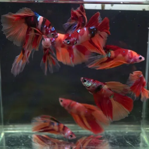 Candy HM Betta Fish – Vibrant & Healthy Halfmoon Betta for Sale Beautiful Candy Halfmoon Betta – Stunning Colors & Affordable Healthy Candy HM Betta – Perfect for Home Aquariums Betta Fish Facts