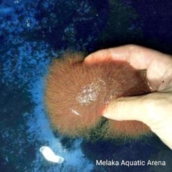 Live Tubifex Worms for Fish (50g) – High Protein Fish Food Fresh Tubifex Worms – Best Live Food for Aquarium Fish Tubifex Worm Culture Starter – Grow Your Own Live Fish Food How to culture Tubifex worms – high-protein fish food for better growth.