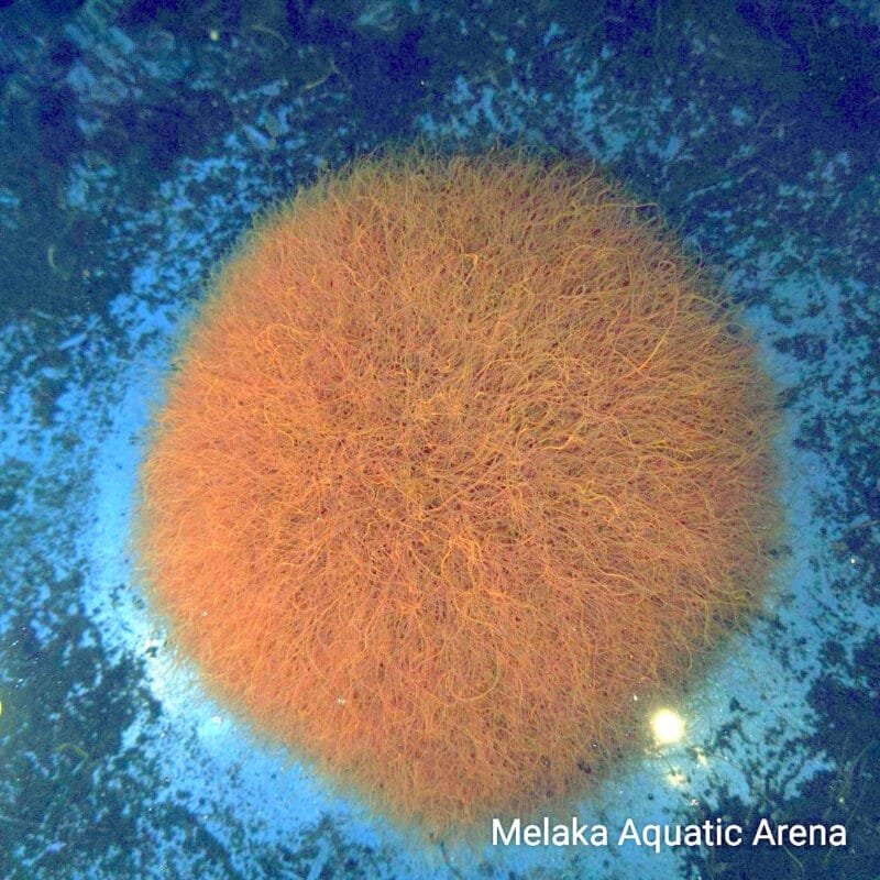 How to Culture Tubifex Worms & Their Benefits for Fish 3 Live Tubifex Worms for Fish (50g) – High Protein Fish Food Fresh Tubifex Worms – Best Live Food for Aquarium Fish Tubifex Worm Culture Starter – Grow Your Own Live Fish Food How to culture Tubifex worms – high-protein fish food for better growth.