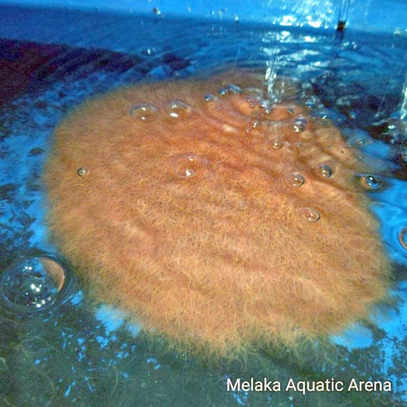 How to Culture Tubifex Worms & Their Benefits for Fish 2 Live Tubifex Worms for Fish (50g) – High Protein Fish Food Fresh Tubifex Worms – Best Live Food for Aquarium Fish Tubifex Worm Culture Starter – Grow Your Own Live Fish Food How to culture Tubifex worms – high-protein fish food for better growth.