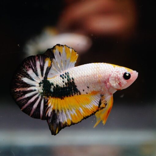 Copper Fancy Yellow Base HMPK Betta Fish with intense colors and strong form