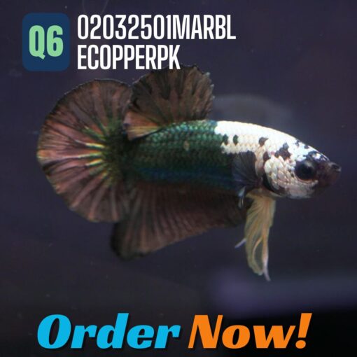 q6 Marble Copper HMPK Betta Fish with a unique marble pattern and large Halfmoon Plakat fins.