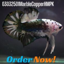 03032501MarbleCopperHMPK Marble Copper HMPK Betta Fish 03032501MarbleCopperHMPK