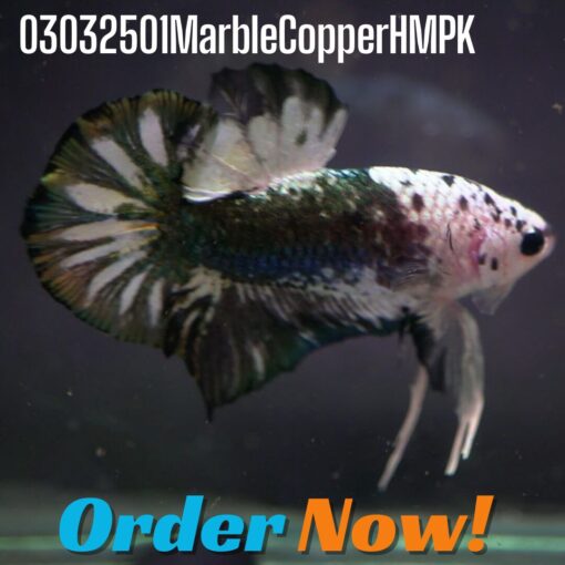 03032501MarbleCopperHMPK Marble Copper HMPK Betta Fish 03032501MarbleCopperHMPK