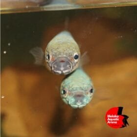 Betta Antuta Pair – Exquisite Wild Betta Fish from Bulungan 10 Betta Antuta Pair