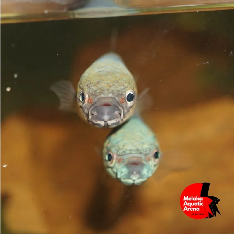 Betta Antuta Pair