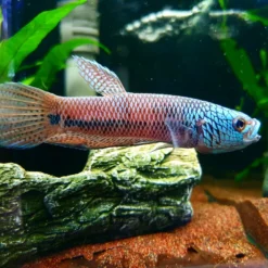 Alternative view of Betta Antuta Pair – Exquisite Wild Betta Fish from Bulungan