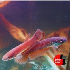 Betta Patoti Pair for Sale – Rare & Stunning Wild Betta 7 Betta Patoti Pair – Wild Betta Species for Sale