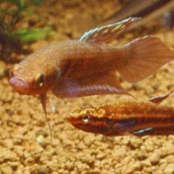 Betta Dimidiata Pair for Sale – Rare Wild Betta Species 7 IBC Dimidiata 1