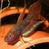 Betta Dimidiata Pair for Sale – Rare Wild Betta Species 2 Betta Dimidiata Pair – Wild Betta for Sale