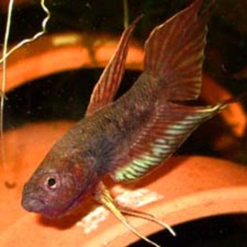 Betta Dimidiata Pair – Wild Betta for Sale