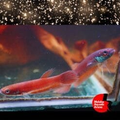 Betta Patoti Pair – Wild Betta Species for Sale