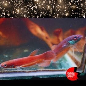 Betta Patoti Pair for Sale – Rare & Stunning Wild Betta 8 Betta Patoti Pair – Wild Betta Species for Sale