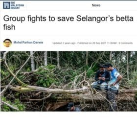 Betta Fish Rescue Stories showing Wild Betta Lovers Malaysia and Zulkifli Mohd Salleh saving endangered wild bettas in Malaysian habitats