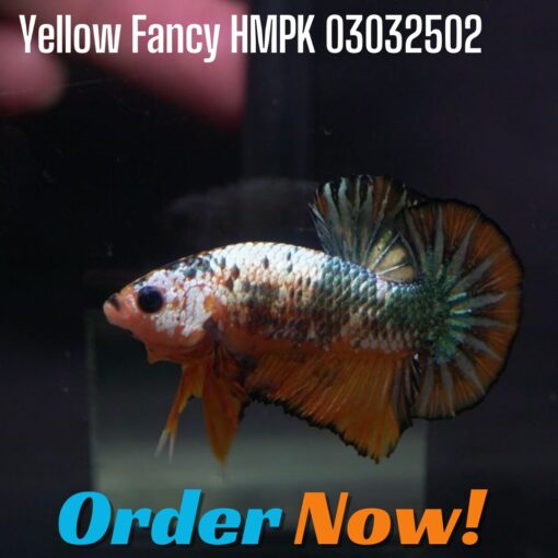 Yellow Fancy HMPK 03032502