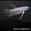 Betta Cracens Pair for Sale – Rare Wild Betta Species 2 Betta Cracens Pair