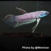 Betta Cracens Pair