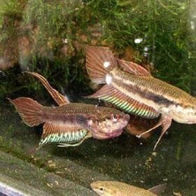 Betta Dimidiata Pair for Sale – Rare Wild Betta Species 8 Betta Diminiata Pair