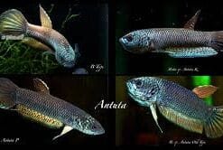 Betta Antuta Pair – Exquisite Wild Betta Fish from Bulungan 7 Betta Antuta Pair