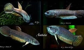 Betta Antuta Pair – Exquisite Wild Betta Fish from Bulungan 9 Betta Antuta Pair