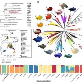 Betta fish displaying various colors and fin types. Betta Genetics, Betta Fish Coloration, Betta Breeding