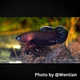 Betta Persephone Riau Pair for Sale – Rare & Stunning Wild Betta 6 Betta Persephone Riau Pair