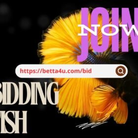 Betta Fish Bidding Betta Fish Bidding Event – Fun, Fair, and Exciting Auction fo. Aquatic Live Stocksr Rare Bettas
