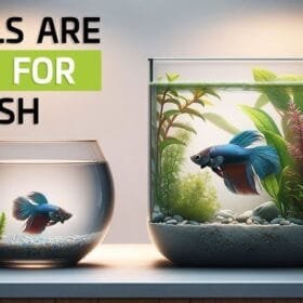 10 Shocking Betta Fish Facts You Probably Didn’t Know 6 Comparison of a betta fish in a small bowl vs. a spacious tank