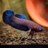 Betta Persephone Riau Pair