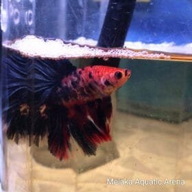 10 Shocking Betta Fish Facts You Probably Didn’t Know 5 Betta fish breathing at the water surface Betta fish jumping out of the water Betta fish recognizing and interacting with its owner Colorful betta fish showcasing different vibrant shades Male betta fish building a bubble nest Betta fish eating bloodworms or brine shrimp Comparison of a betta fish in a small bowl vs. a spacious tank Two male bettas flaring their fins at each other Healthy betta fish swimming in a well-maintained tank Map highlighting betta fish native habitats in Southeast Asia