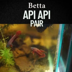 Alternative view of Betta Api Api Pair – Exquisite Rare Wild-Type Betta for Blackwater Aquariums