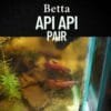 Betta Api Api Pair – Exquisite Rare Wild-Type Betta for Blackwater Aquariums 1 Betta api api pair displaying vibrant red coloration in a blackwater aquarium with dense vegetation