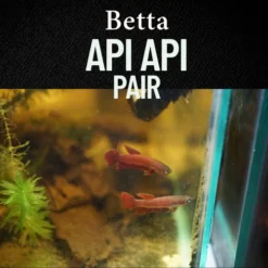 Betta api api pair displaying vibrant red coloration in a blackwater aquarium with dense vegetation