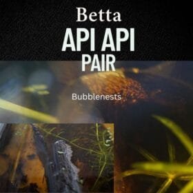 Betta Api Api Pair – Exquisite Rare Wild-Type Betta for Blackwater Aquariums 11 Betta api api pair displaying vibrant red coloration in a blackwater aquarium with dense vegetation