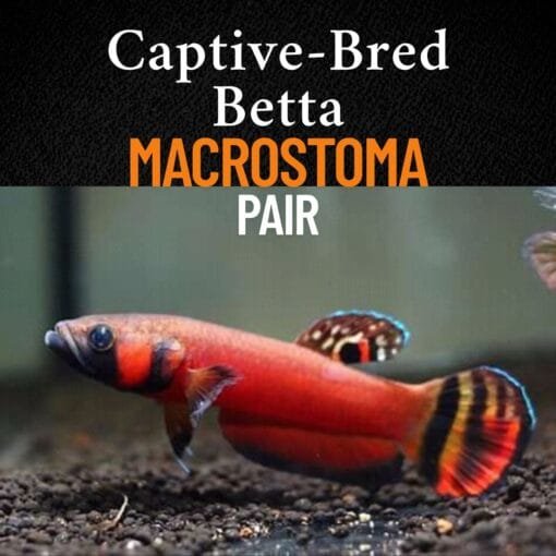 Nature's Majestic Beauty wild betta gallery, Captive-bred Betta macrostoma juvenile pair swimming in natural aquascape
