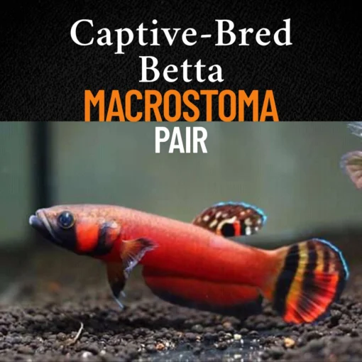Nature's Majestic Beauty wild betta gallery, Captive-bred Betta macrostoma juvenile pair swimming in natural aquascape