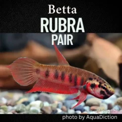 Betta rubra pair in a dimly lit blackwater tank with driftwood and floating plants