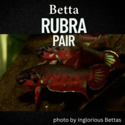 Betta rubra pair in a dimly lit blackwater tank with driftwood and floating plants