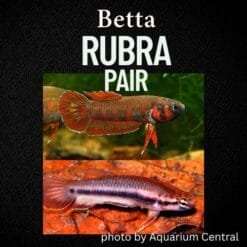 Betta Rubra Pair – Rare Mouthbrooding Betta with Striking Color for Soft-Water Setups 7 Betta Rubra3