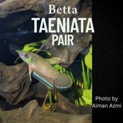 Betta Taeniata in natural aquascape with driftwood and botanicals