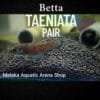 Betta Taeniata PAIR – Rare Wild-Type Beauty for Aquarists 1 Betta Taeniata in natural aquascape with driftwood and botanicals