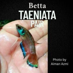 Betta Taeniata in natural aquascape with driftwood and botanicals