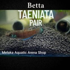 Betta Taeniata in natural aquascape with driftwood and botanicals