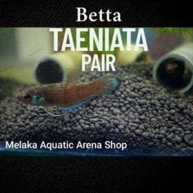 Betta Taeniata in natural aquascape with driftwood and botanicals